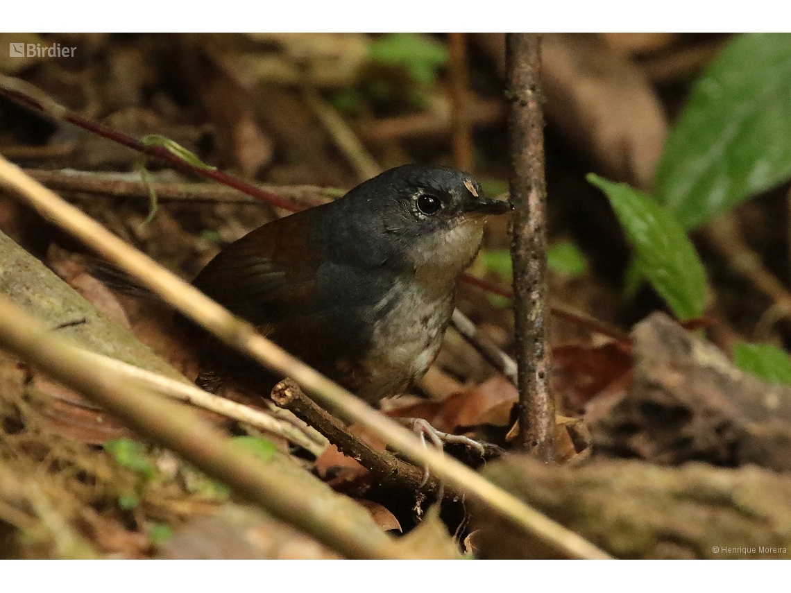 Eleoscytalopus indigoticus