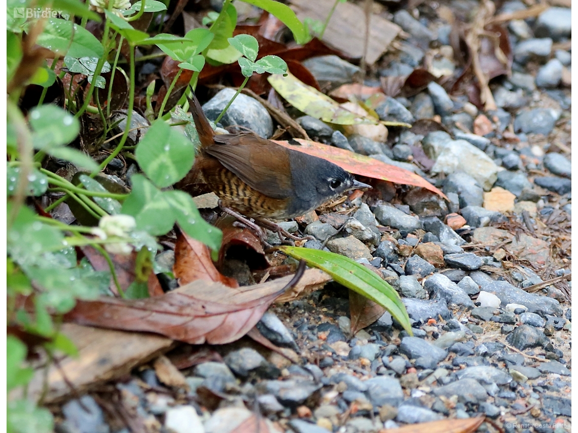 Eleoscytalopus indigoticus