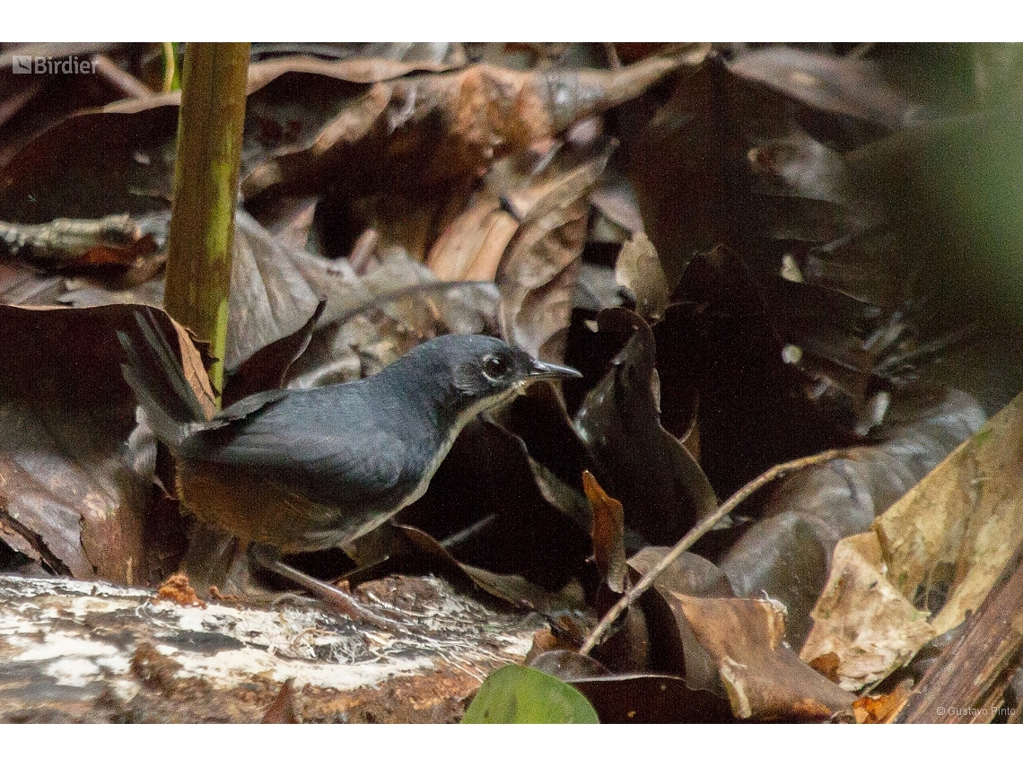 Eleoscytalopus psychopompus