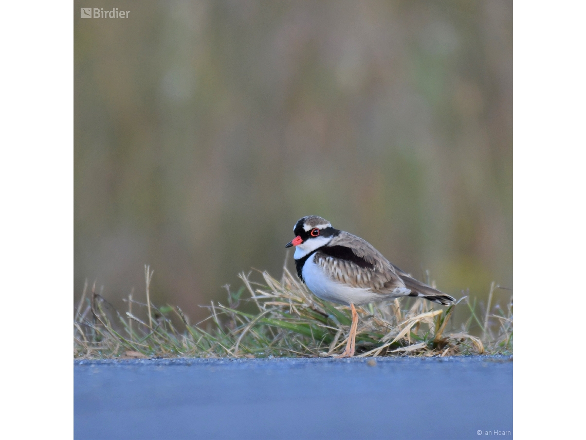 Thinornis melanops