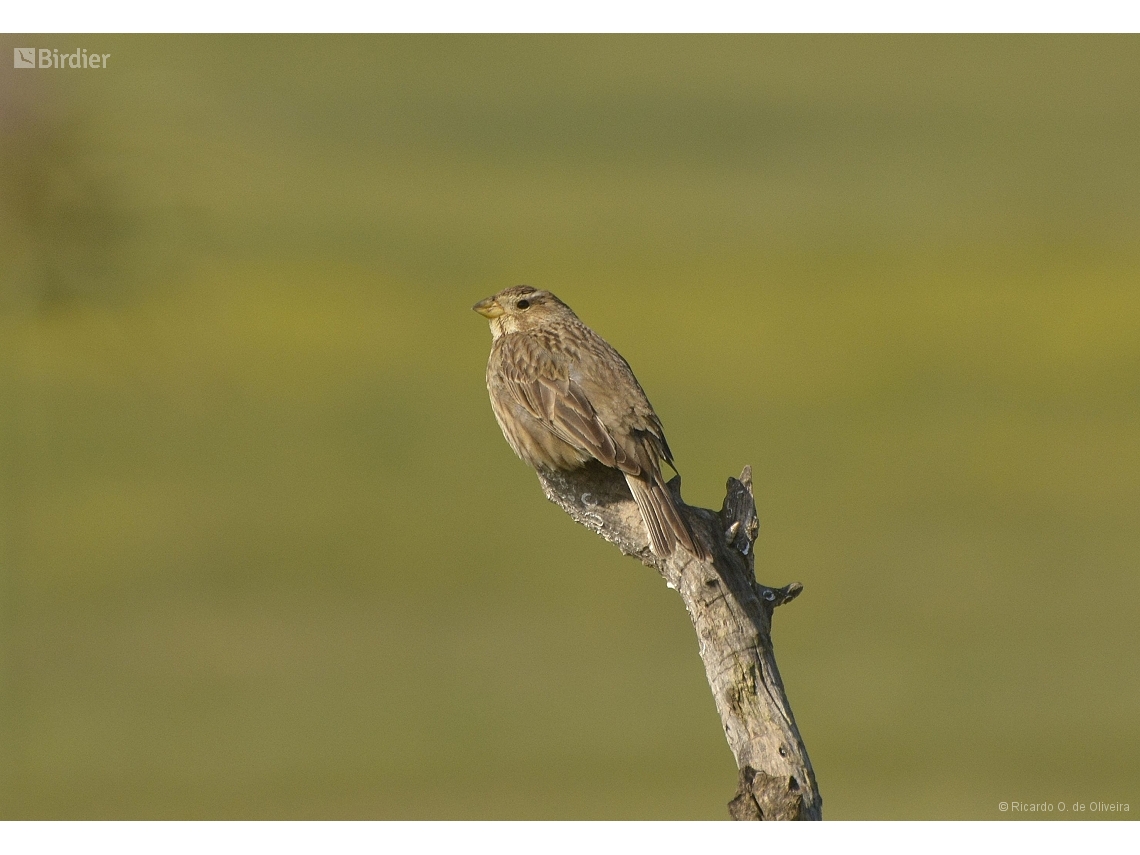 Emberiza calandra