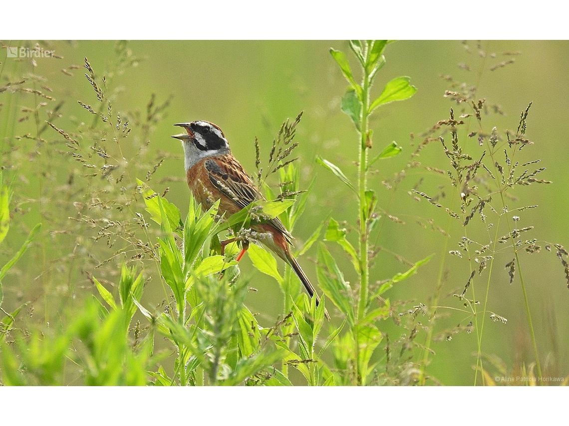 Emberiza cioides