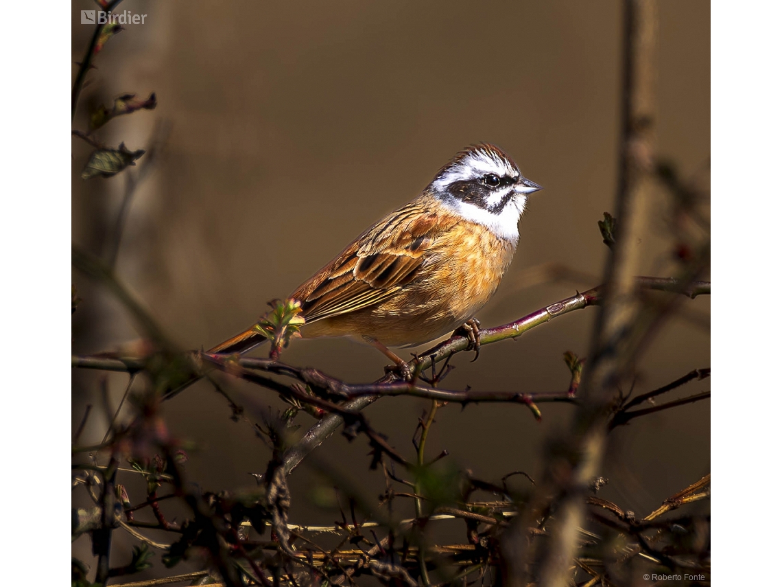 Emberiza cioides