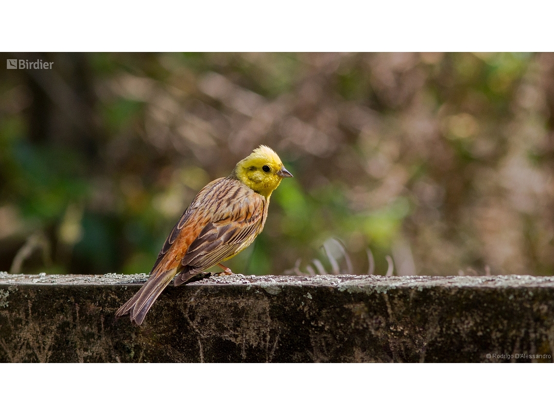 Emberiza citrinella