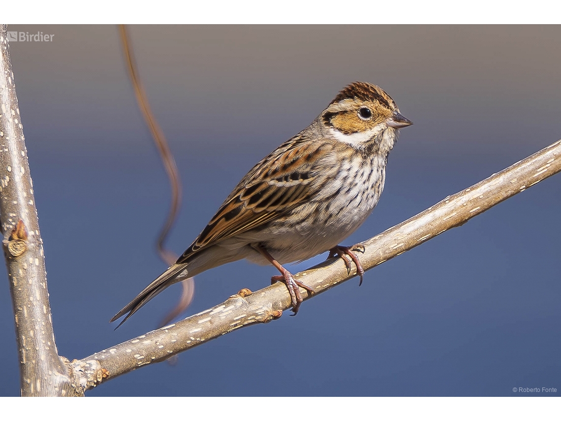 Emberiza pusilla