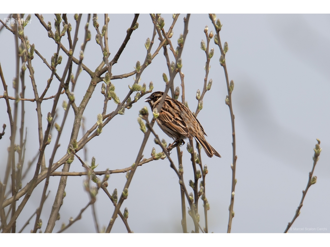 Emberiza schoeniclus