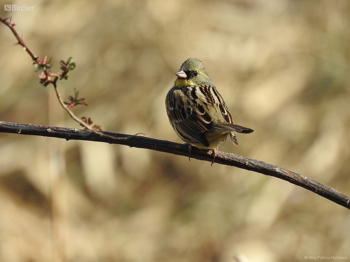 Emberiza spodocephala