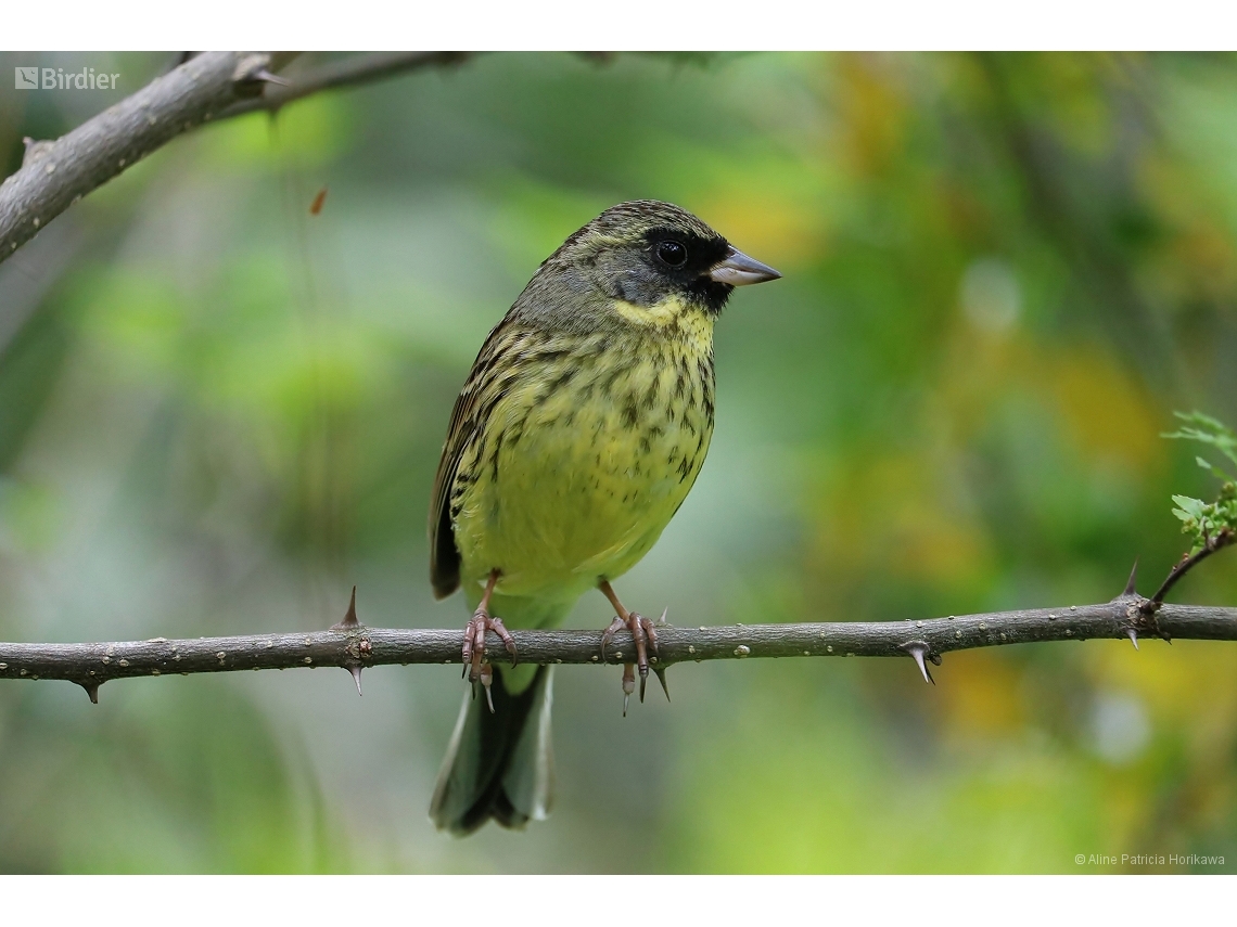 Emberiza spodocephala