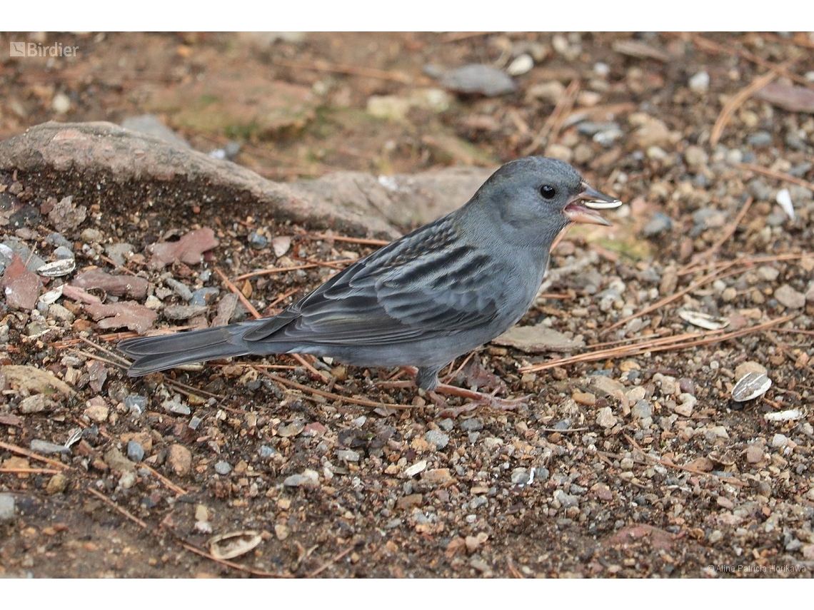 Emberiza variabilis