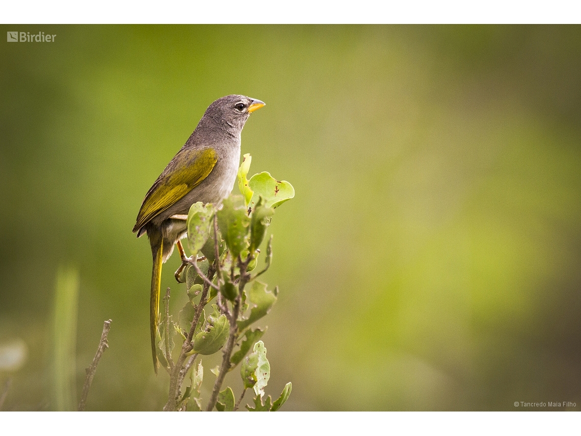 Embernagra longicauda