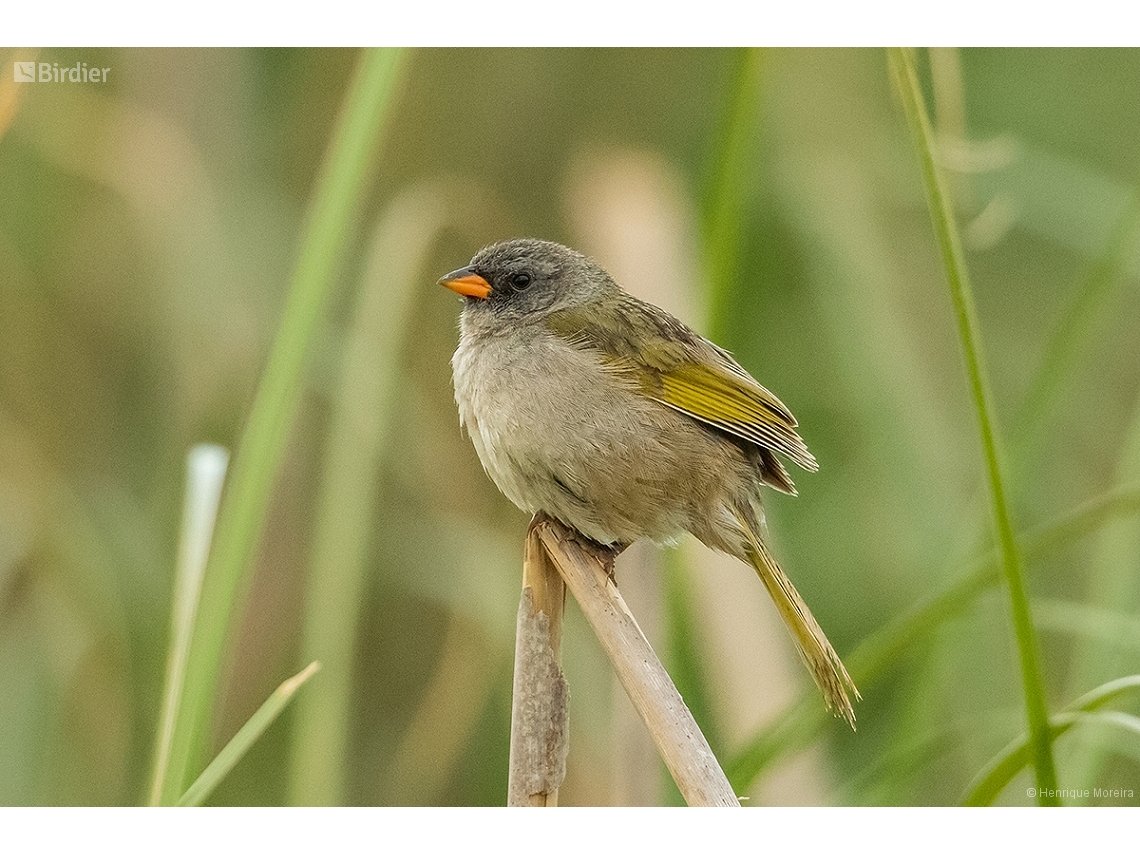 Embernagra platensis