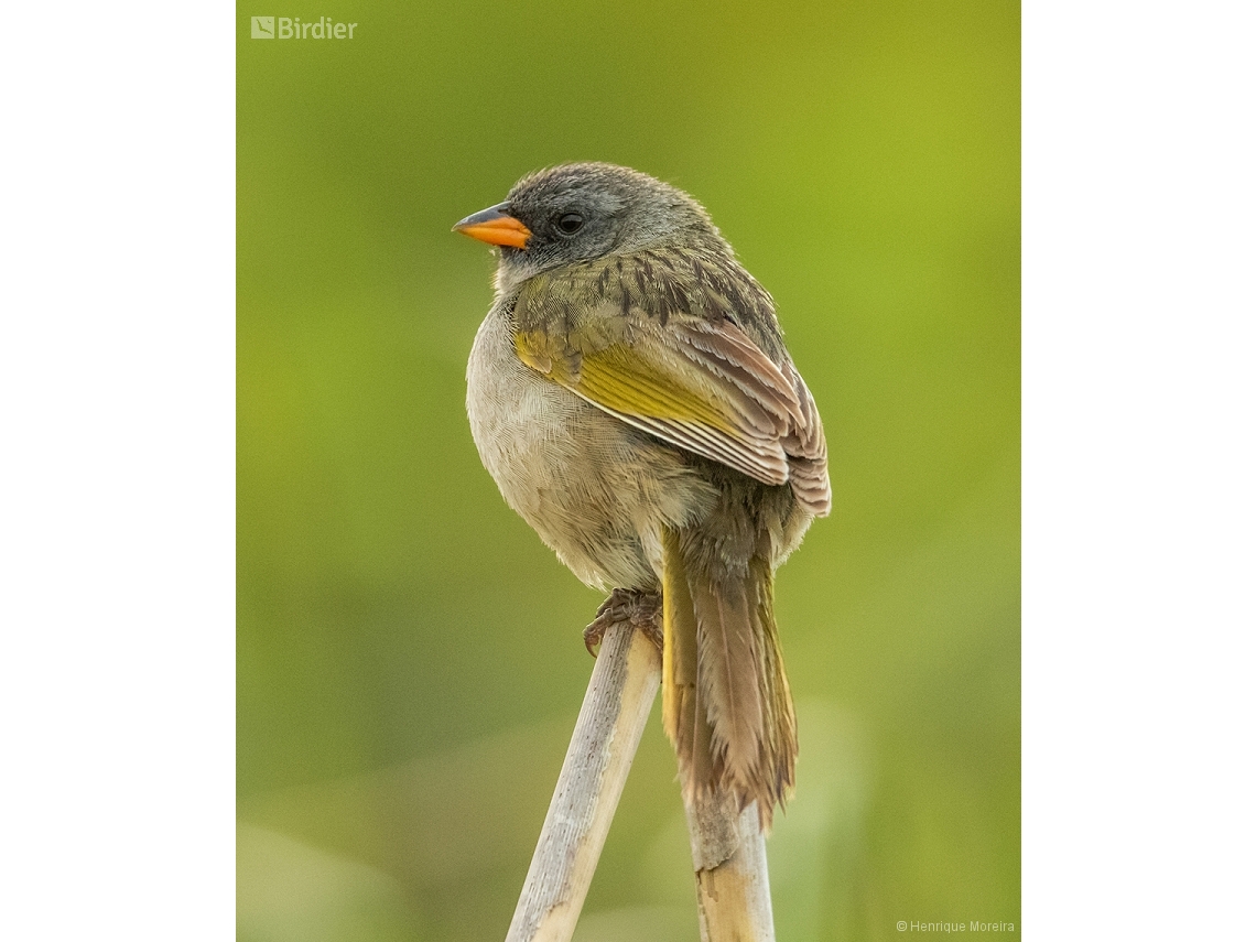 Embernagra platensis