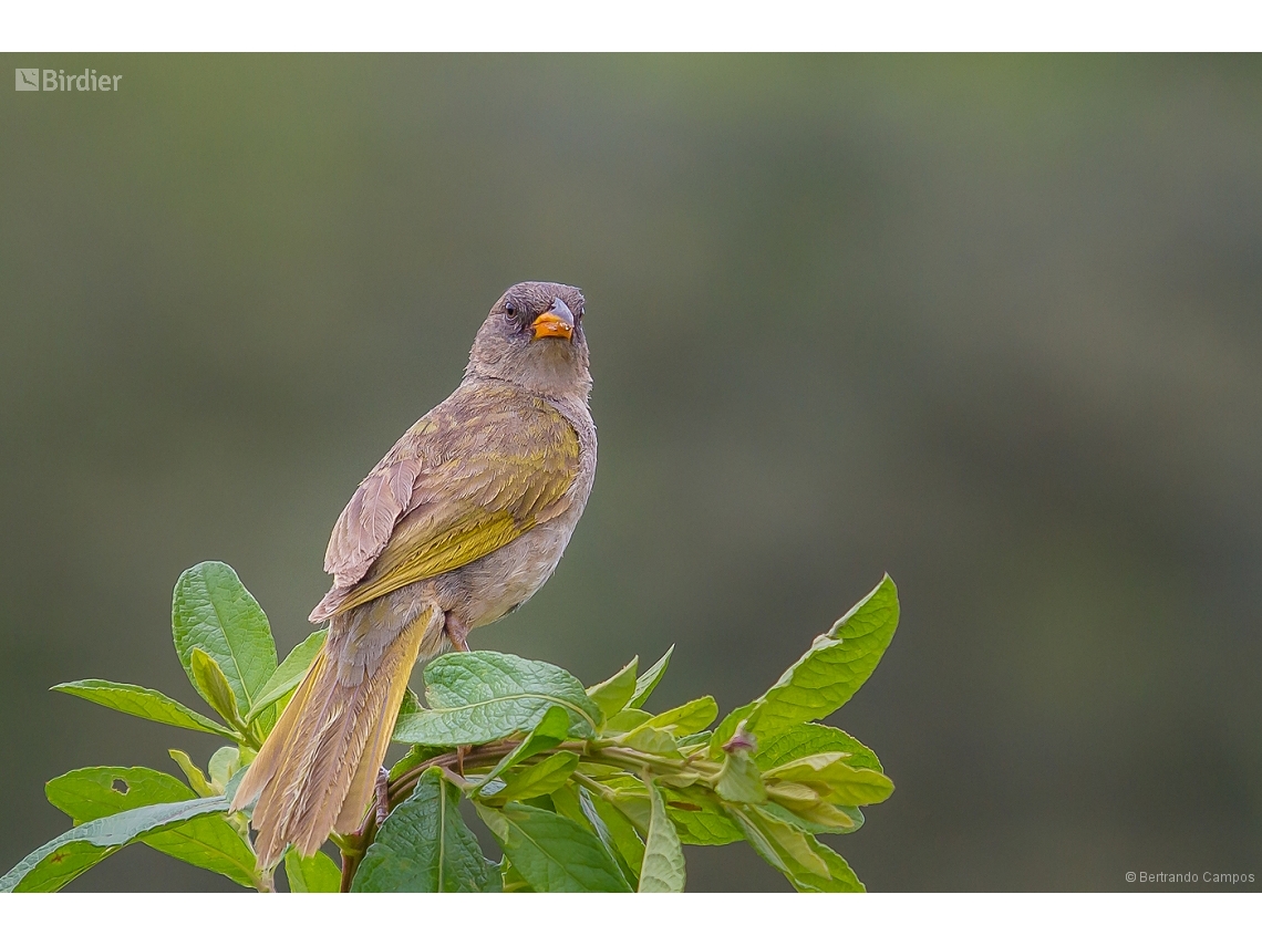 Embernagra platensis