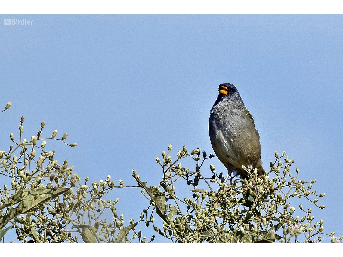 Embernagra platensis