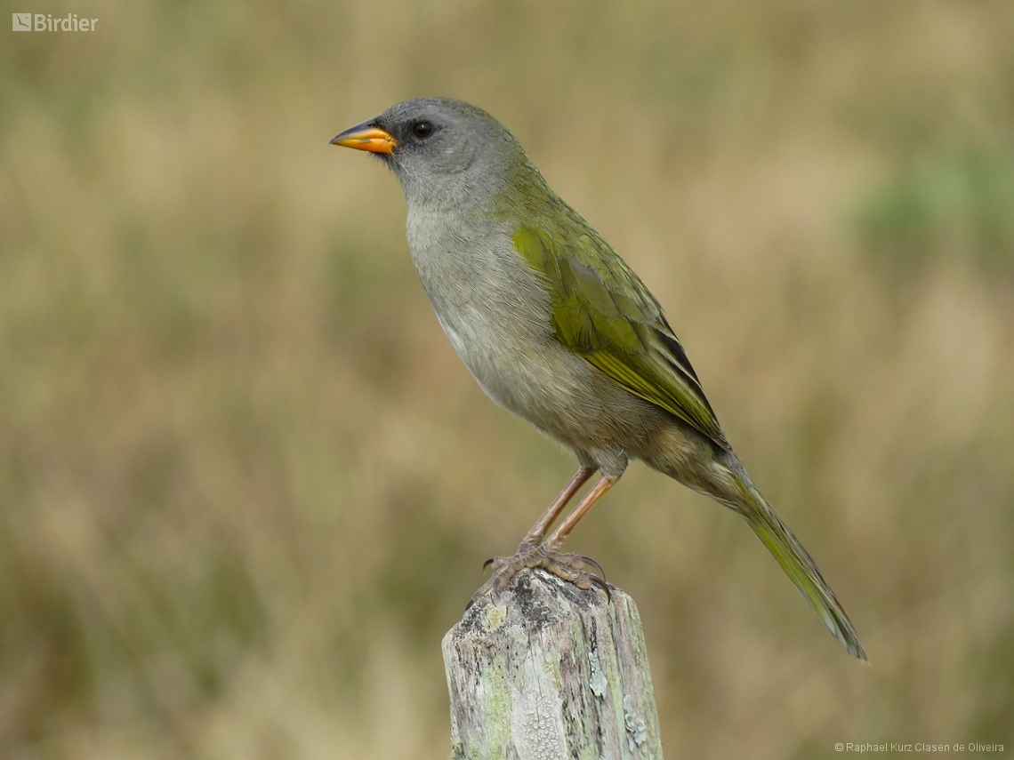 Embernagra platensis