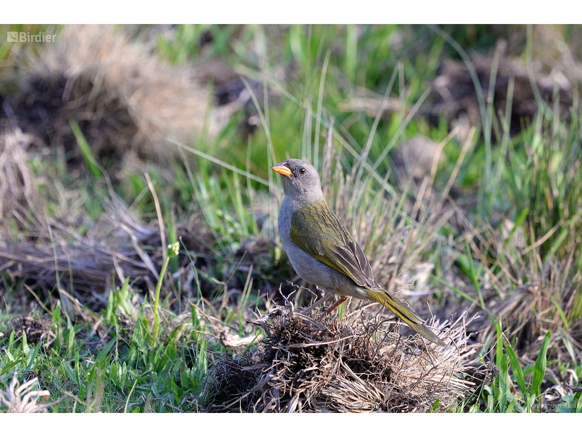 Embernagra platensis