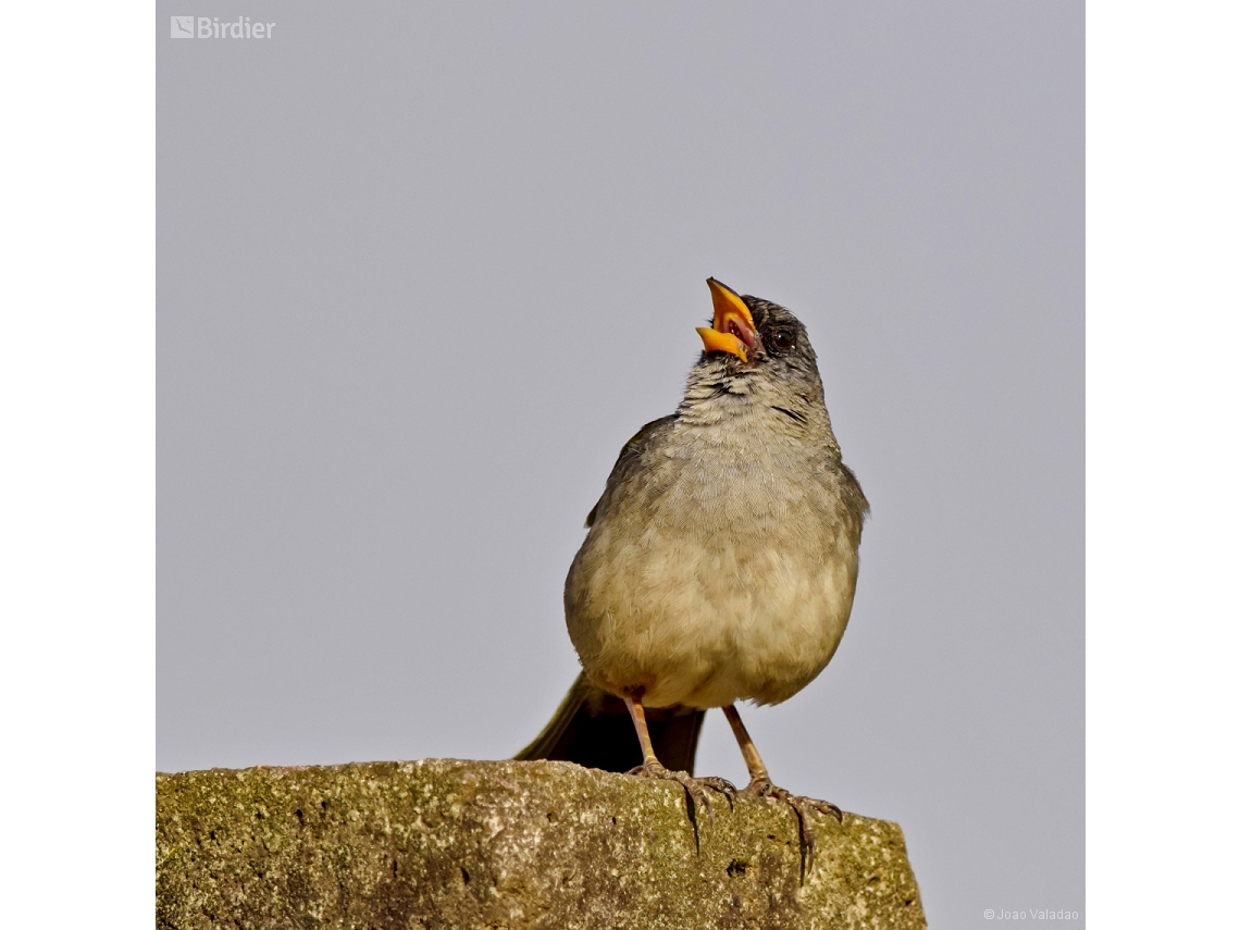 Embernagra platensis