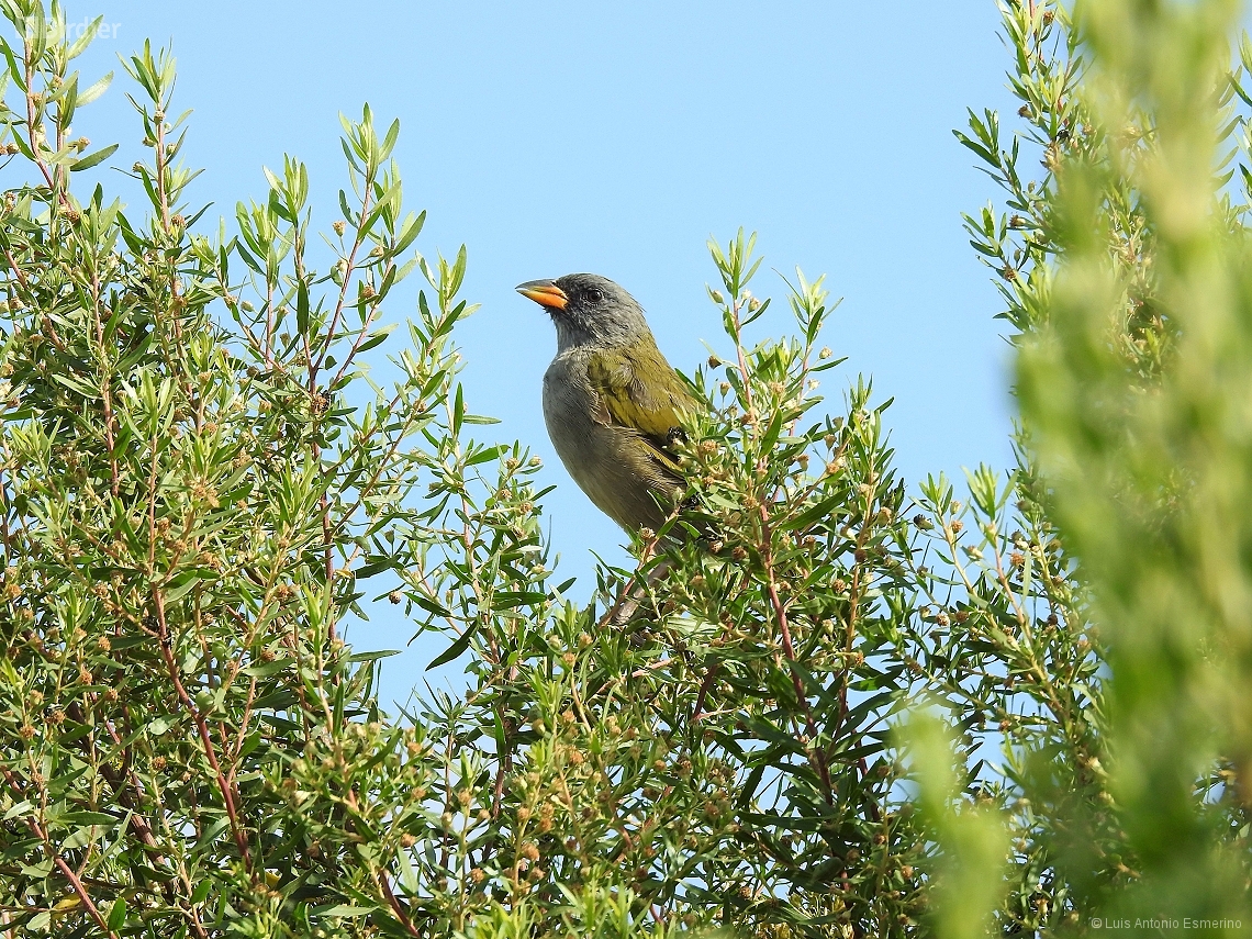 Embernagra platensis
