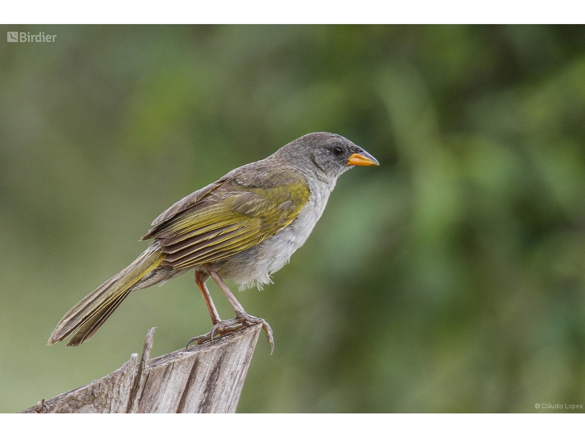 Embernagra platensis