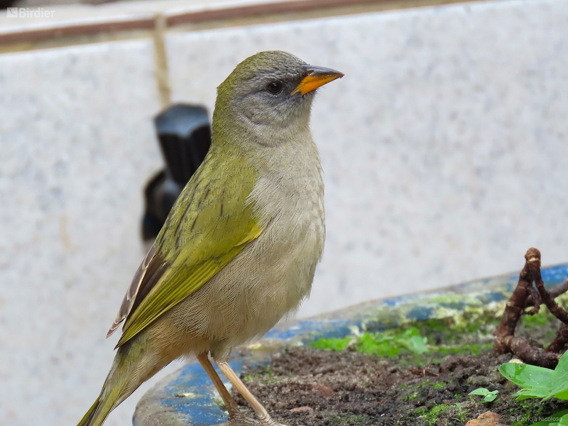 Embernagra platensis