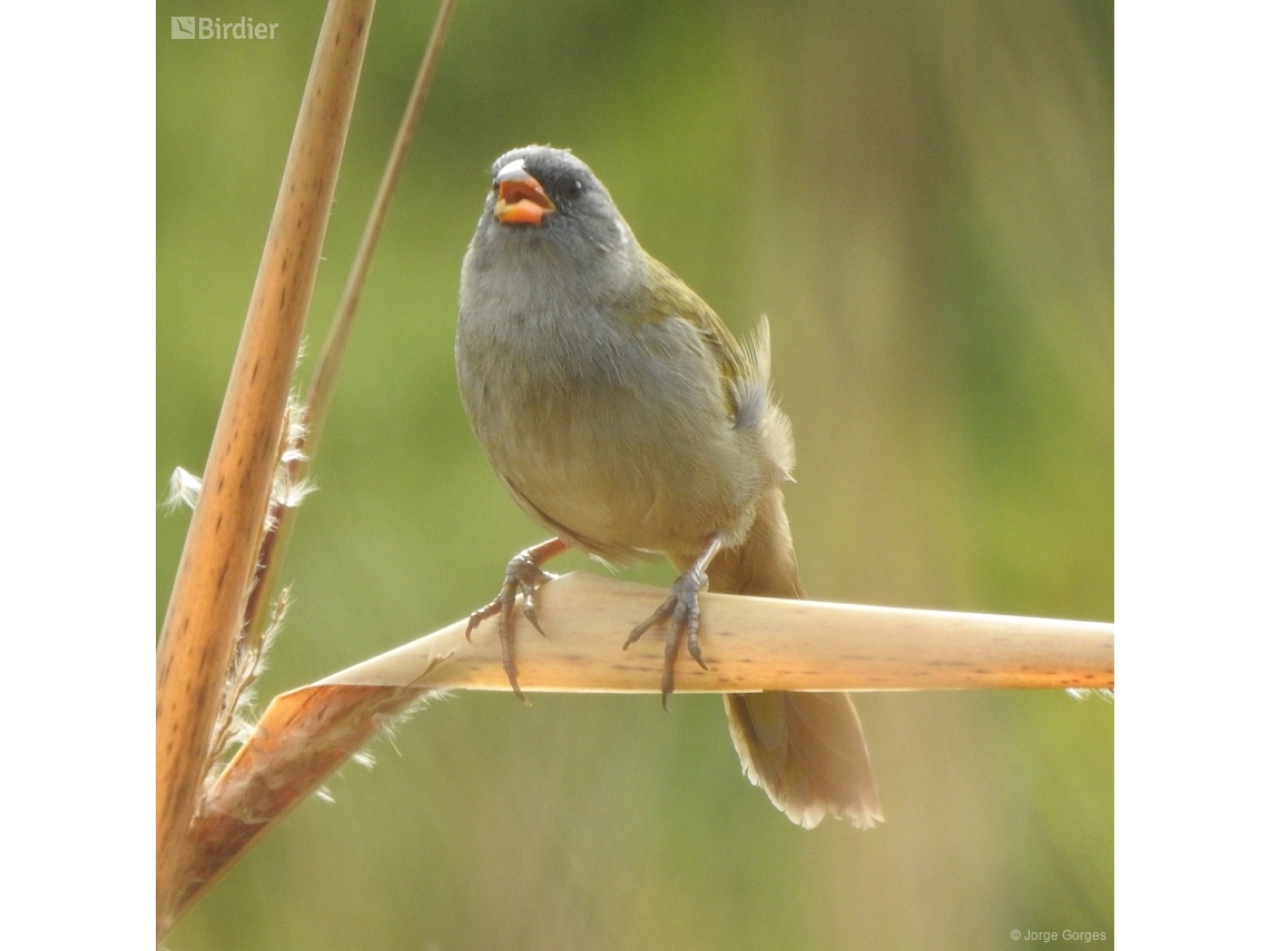 Embernagra platensis