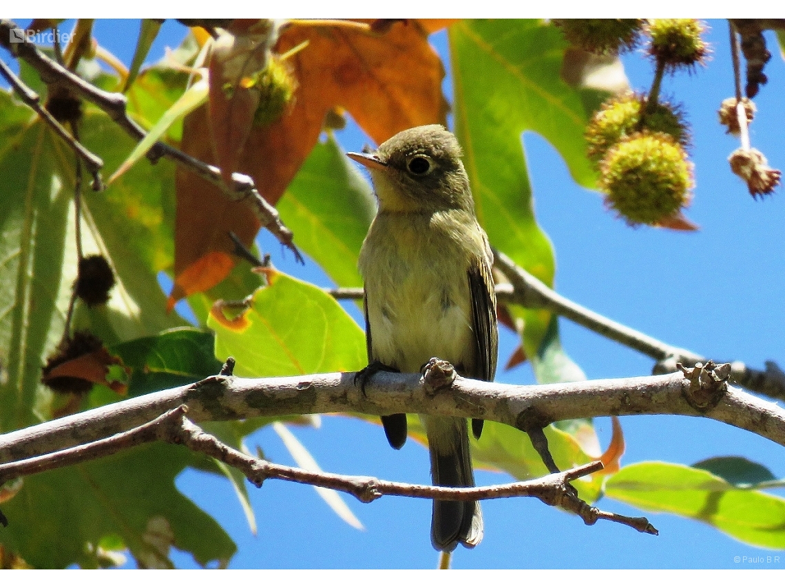 Empidonax difficilis