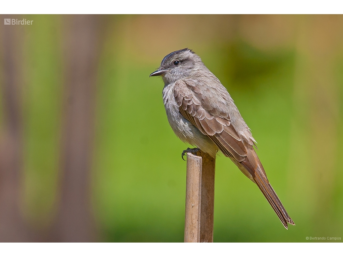 Empidonomus aurantioatrocristatus