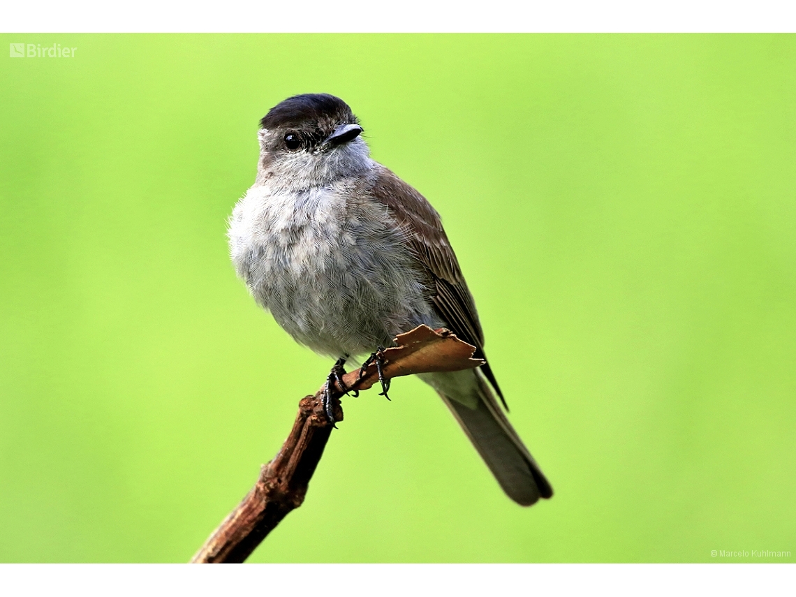 Empidonomus aurantioatrocristatus