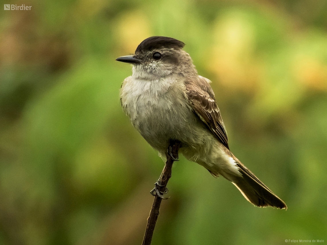 Empidonomus aurantioatrocristatus