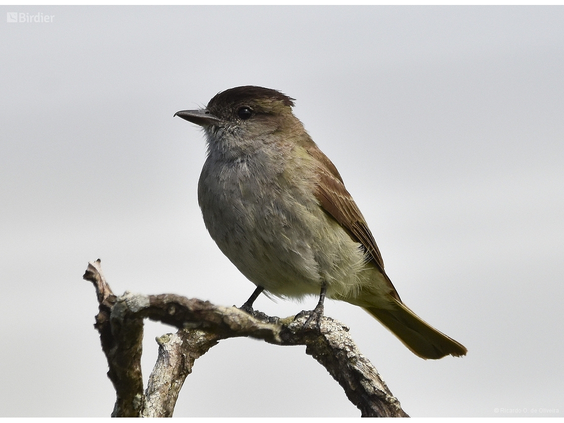 Empidonomus aurantioatrocristatus