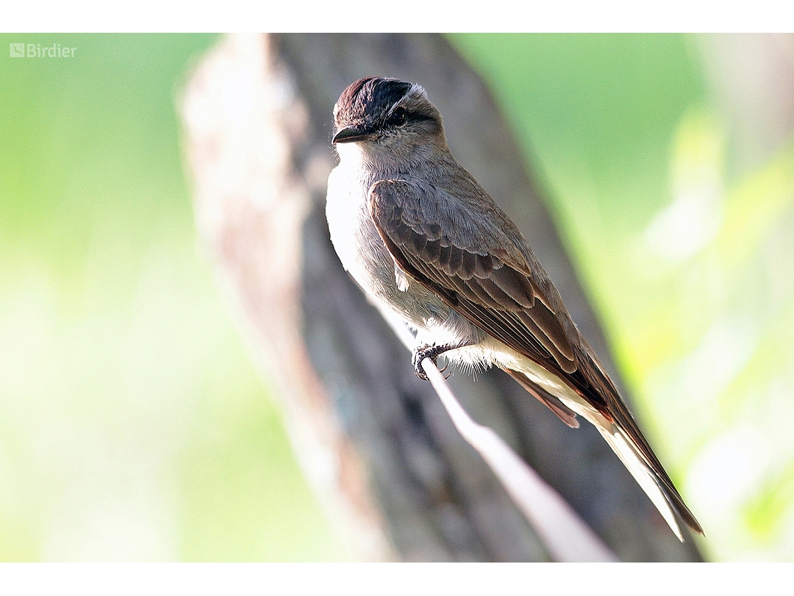 Empidonomus aurantioatrocristatus