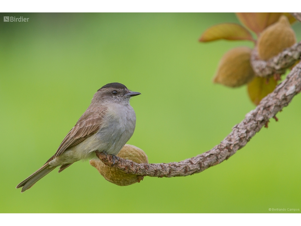 Empidonomus aurantioatrocristatus