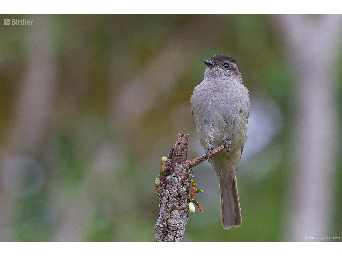 Empidonomus aurantioatrocristatus