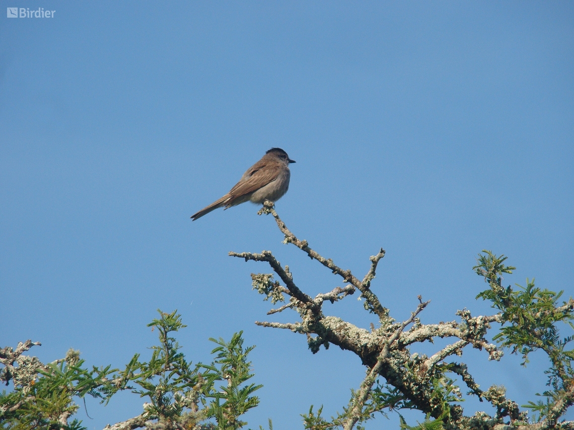 Empidonomus aurantioatrocristatus