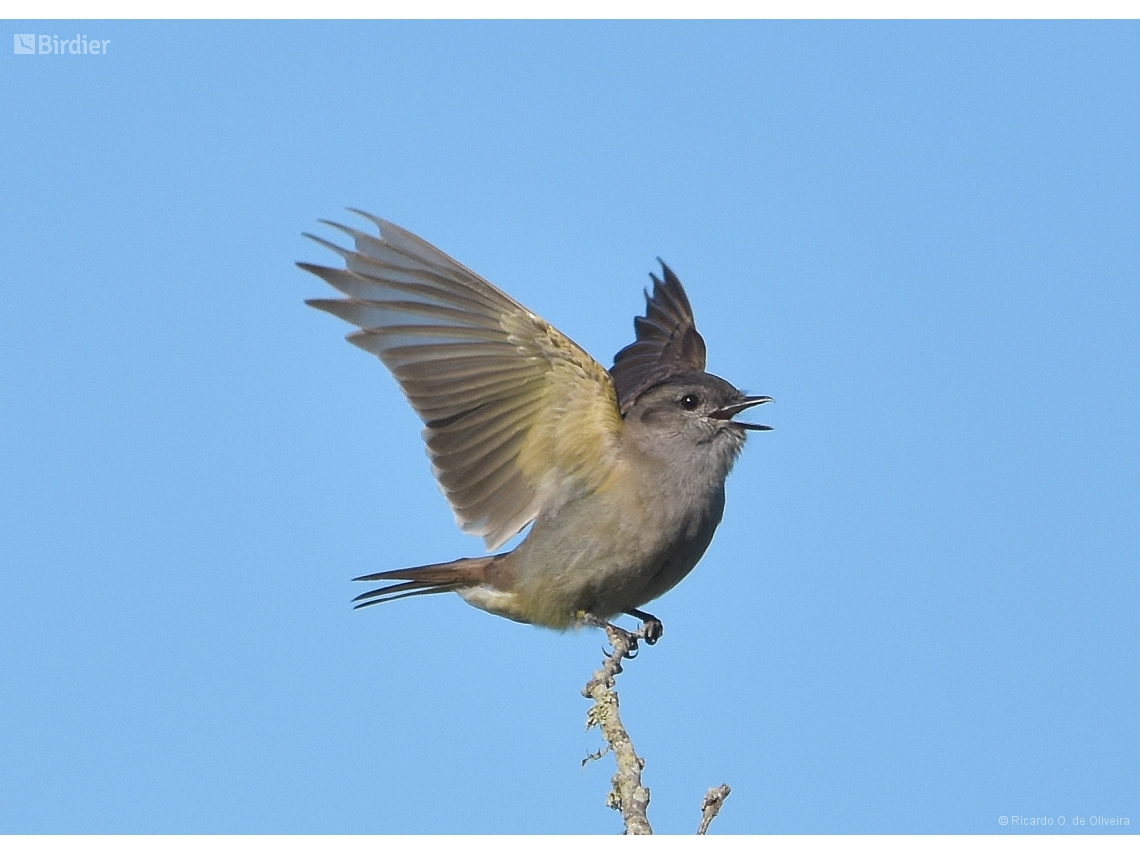 Empidonomus aurantioatrocristatus