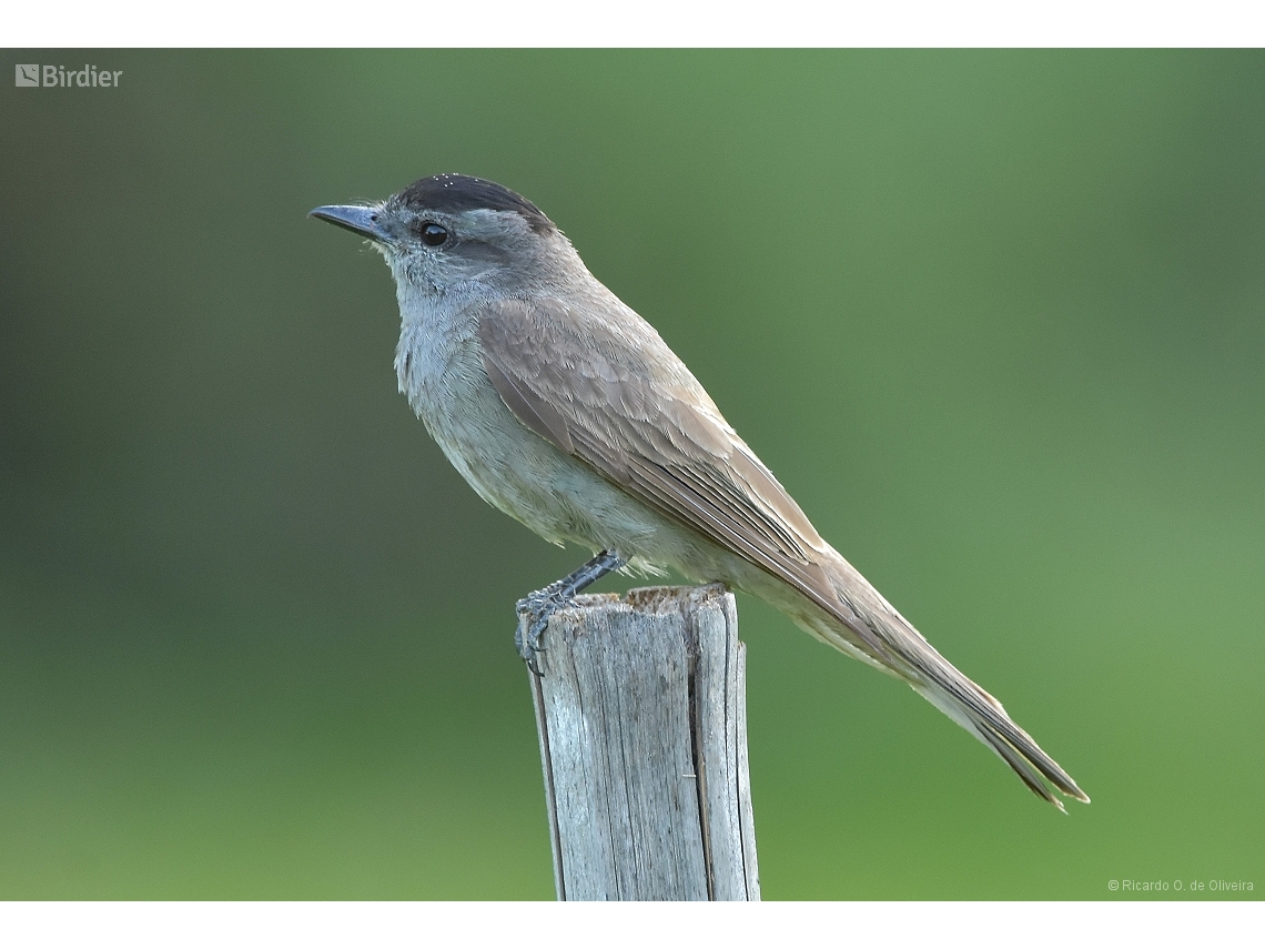 Empidonomus aurantioatrocristatus