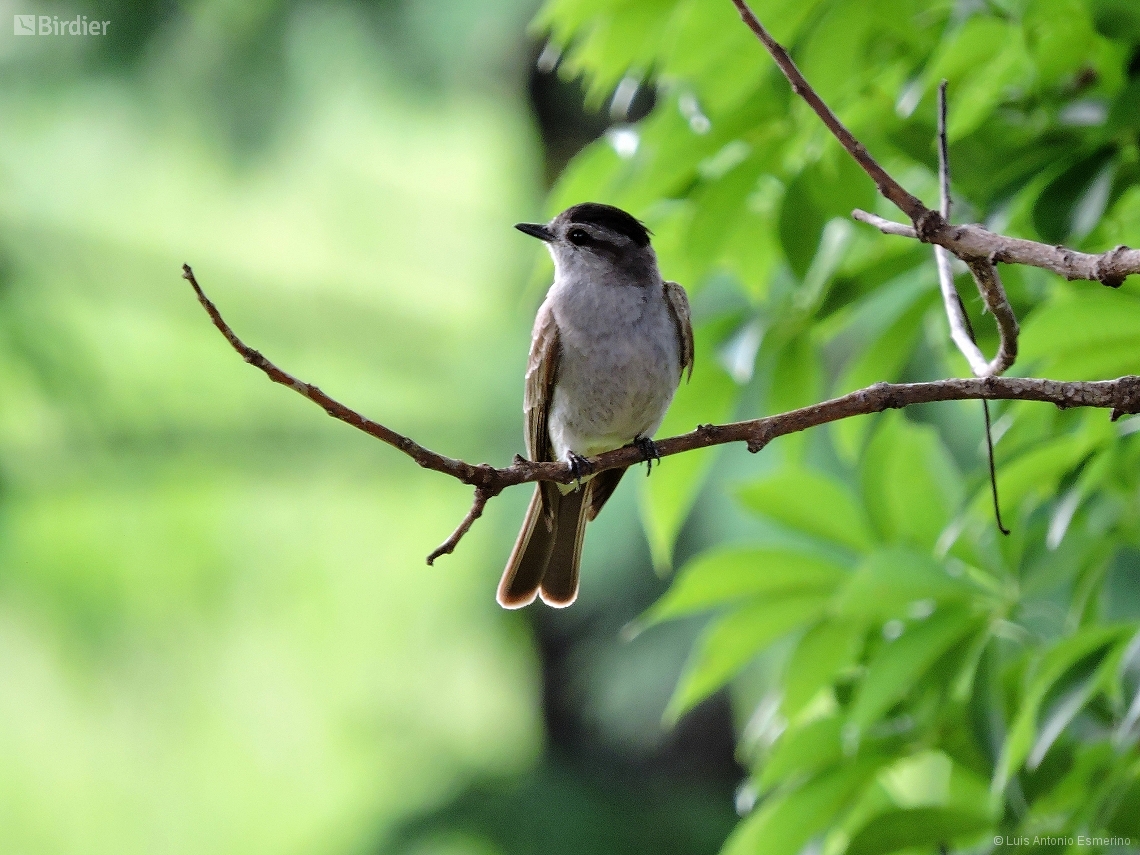 Empidonomus aurantioatrocristatus