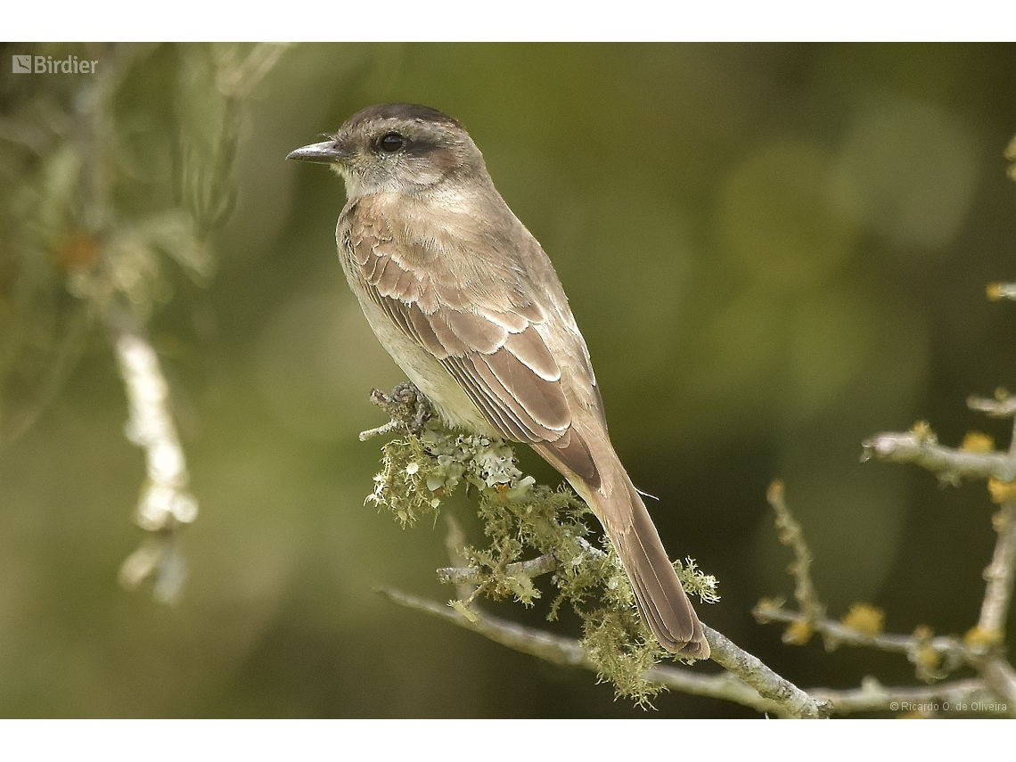 Empidonomus aurantioatrocristatus