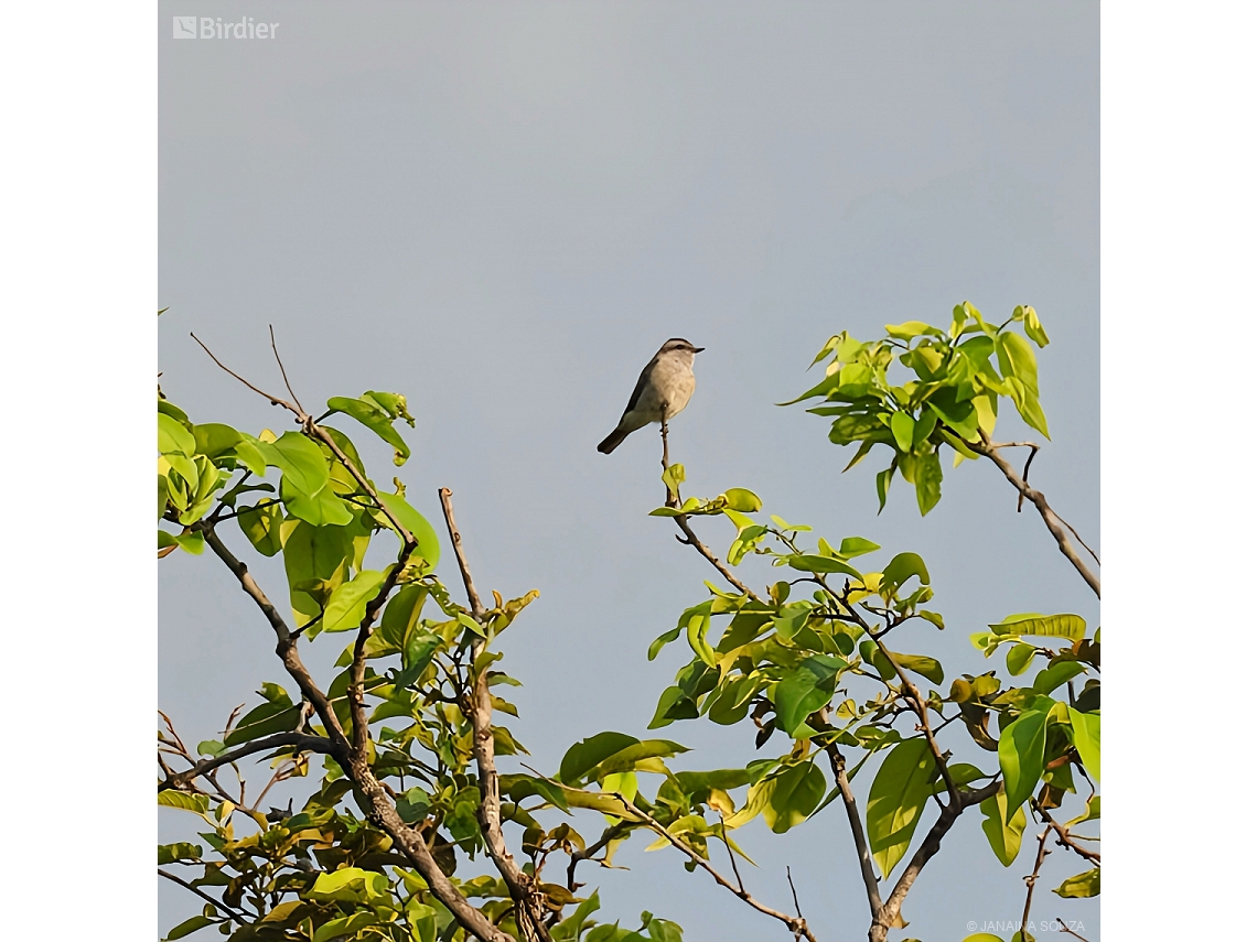 Empidonomus aurantioatrocristatus