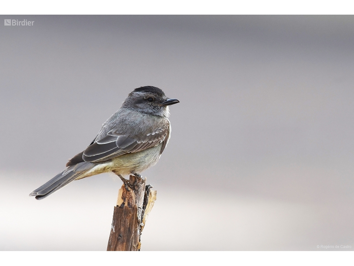 Empidonomus aurantioatrocristatus