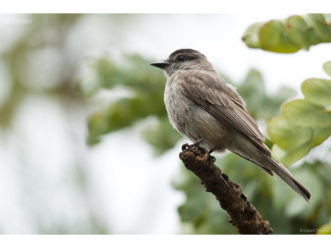 Empidonomus aurantioatrocristatus