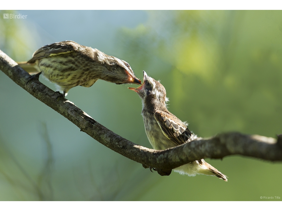 Empidonomus varius