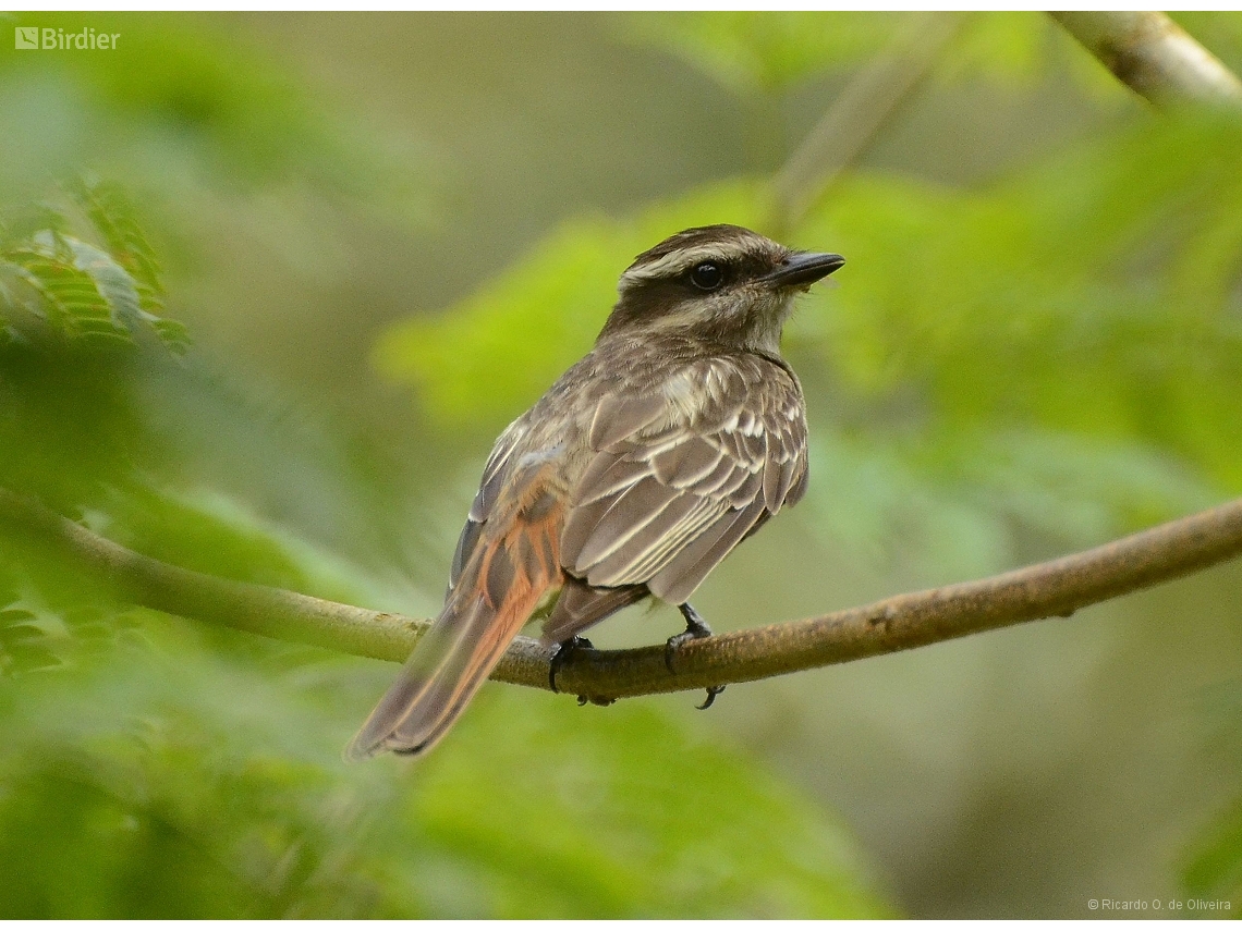 Empidonomus varius