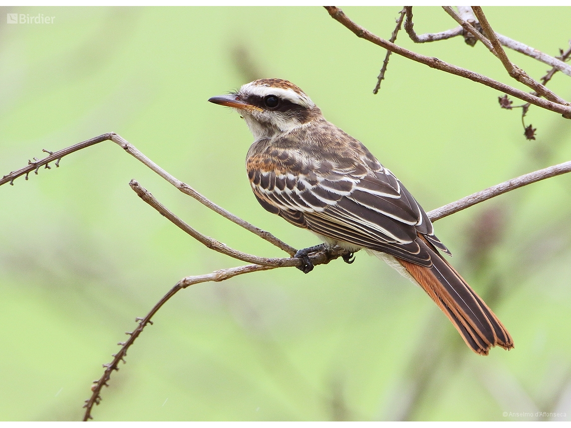 Empidonomus varius