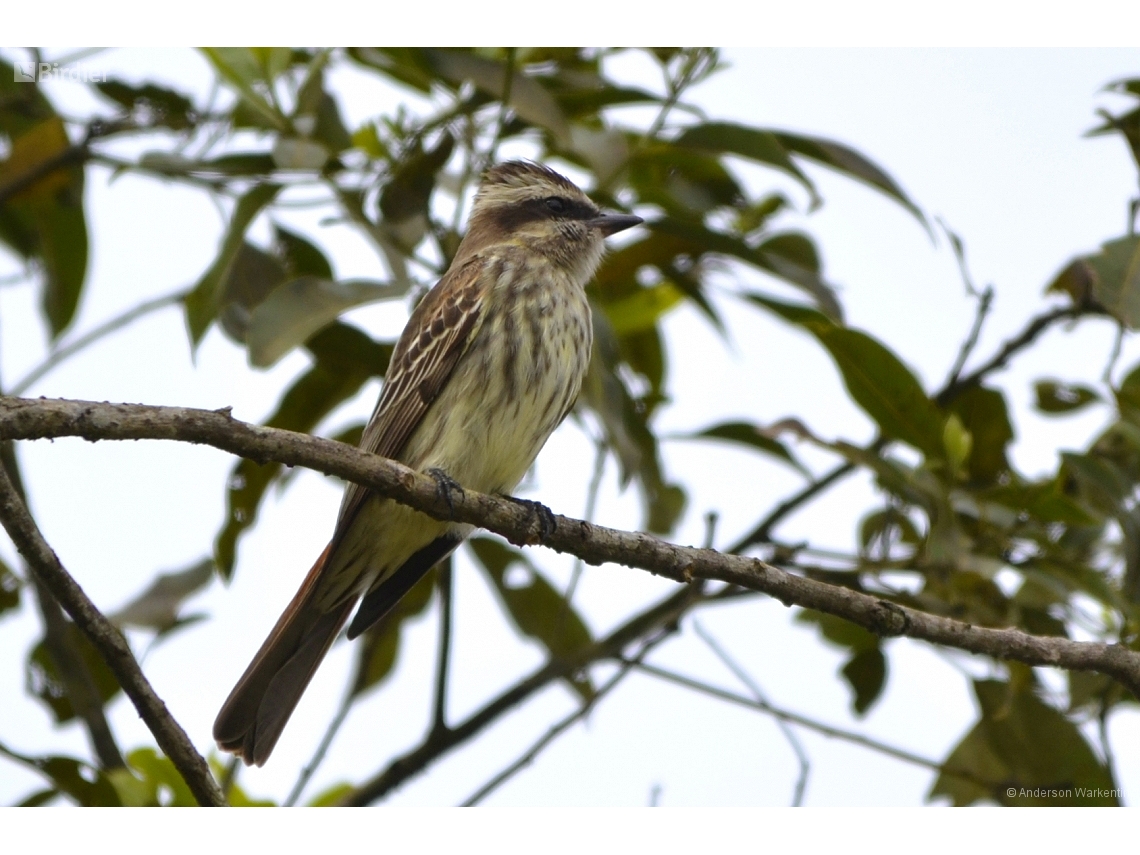 Empidonomus varius