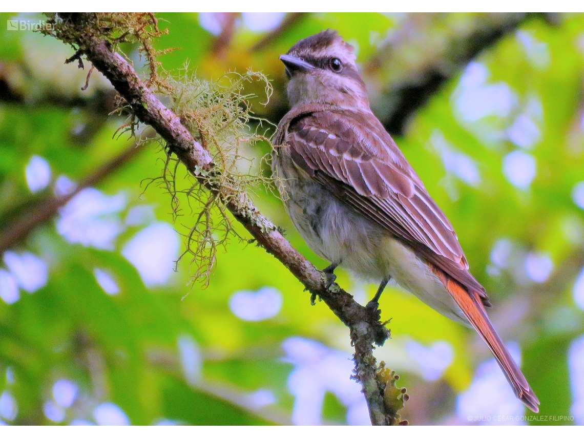 Empidonomus varius