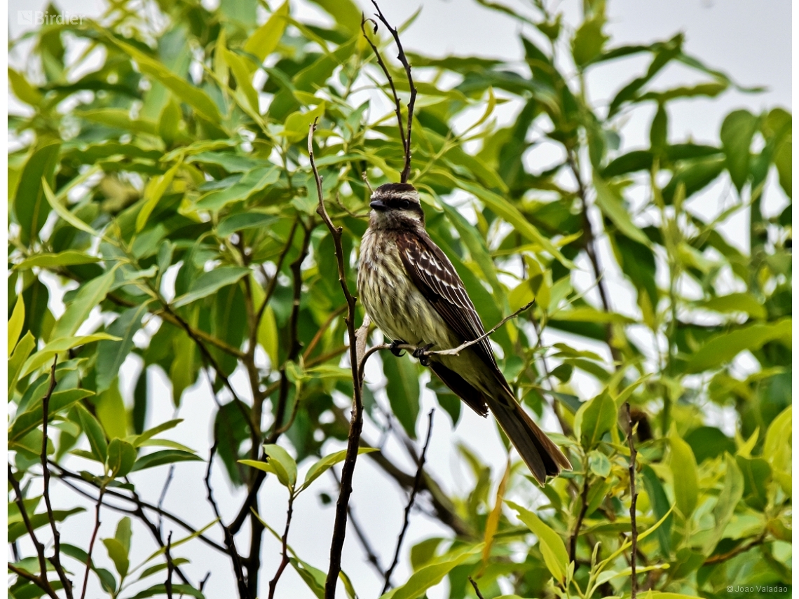 Empidonomus varius