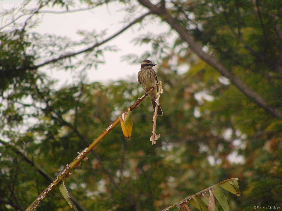 Empidonomus varius