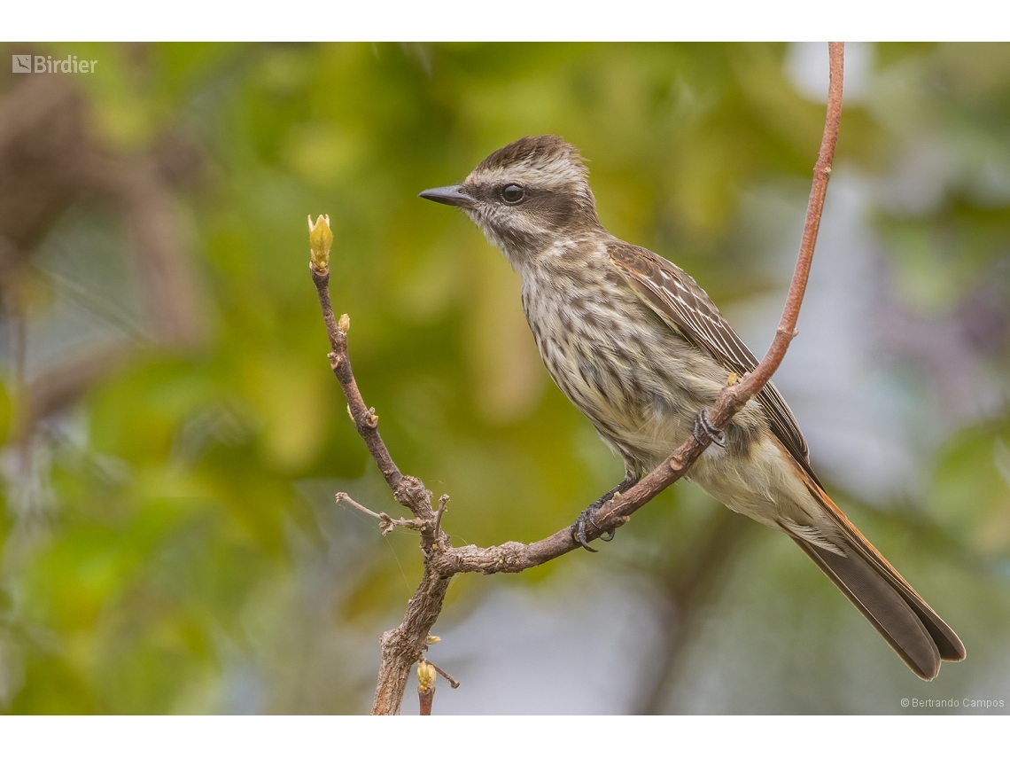 Empidonomus varius