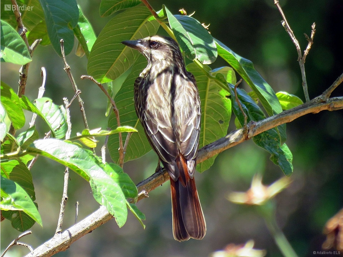 Empidonomus varius